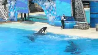 Shamu
