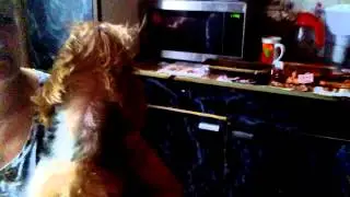 Собака поёт под песню