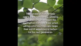 Creating a Sustainable Future with Hartzell Hardwoods