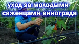 Уход за молодыми саженцами винограда.