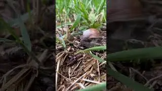 Наверное нужно приготовить ДЕЛИКАТЕС из Виноградных УЛИТОК В КАЗАНЕ