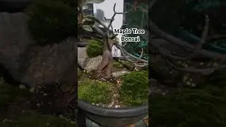 Maple Tree Bonsai #mapletree #bonsai #canada #shorts