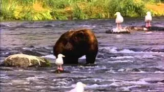 WTF BOOM Bear AAAAAAAHHHHHHH!!!!!!!!!!!!!!!!!!!!!!!!!