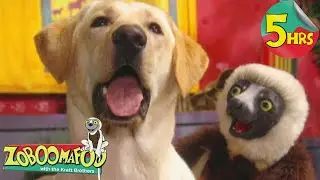 5 Hours of Zoboomafoo! | Buddies | Movies for Kids
