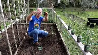 What to Plant in March?  Why peppers of course.
