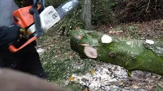 Stihl MS230 Birch Bucking.