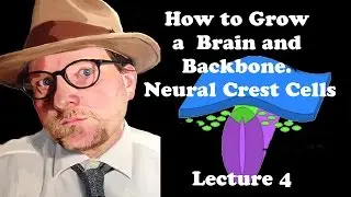 Lecture 4 How to Grow a Brain and Backbone. Neural Crest Cells
