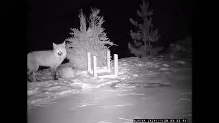 Our First Fox