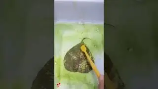 Скелетирование листьев хороший способ
