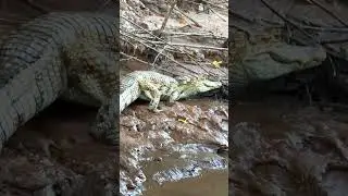 Wild things in Amazon rainforest Peru  #wildlife  #amazonrainforest