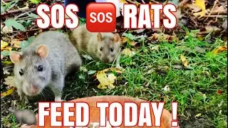 SOS 🆘 4 the wildlife RATTY FAMILY PT 3 - AUTUMN SURVIVAL 🍂#rats #ratty the generations live on today