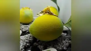 Limão cremoso /creamy lemon