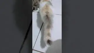 Rahasia memelihara kucing