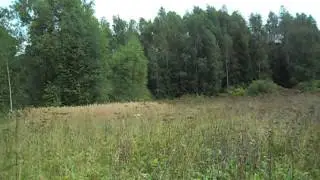 Куда ведёт лесная тропинка за деревней Боблово 6)