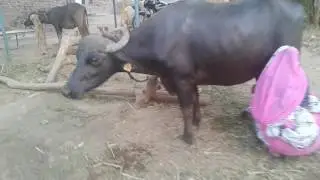 How to give milk and girl buffalo milk work