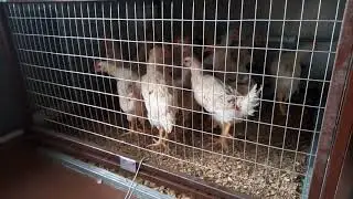 Клетки для кур и брудеры. Что  пришлось переделать.