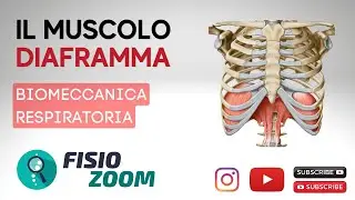 IL MUSCOLO DIAFRAMMA/ Biomeccanica Respiratoria