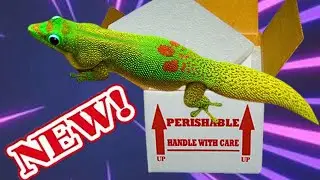 There's GOLD in them-there Boxes - Unboxing Gold Dust Geckos   🦎🦎