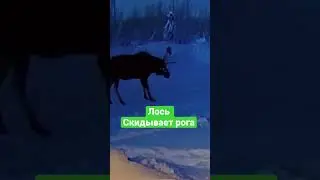 Как лось скидывает рога!00