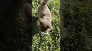 Доброе утро#shorts