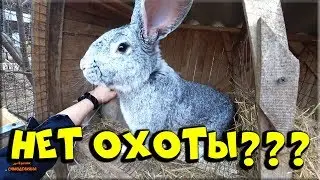 🐰 Mating rabbits without hunting! Our experience.... 😪
