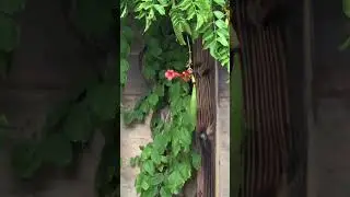 HUMMINGBIRD in Rain #gardening #backyardbirds #zone8b