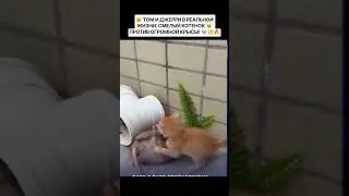 🐱 Маленький котенок против крысы 🐭#рек #котенок #крыса #томиджерри #shorts