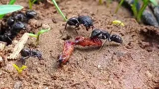 Hormigueros ( Hormigas Trabajando )