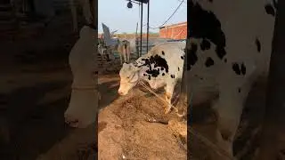 My Farm New Cow #milkvoice#ejjudairyfarmbihar #milkvoiceminral