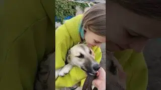 Кажется, скоро сбудется ещё одна моя мечта 🐕 больше про поездку в приют в тг «молодая бритни»