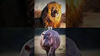 Lion vs Animal kingdom #shorts #lion #animals #animalkingdom