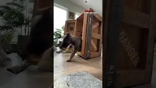 Обычный День Кота - Фаната Короля Льва 🥰 