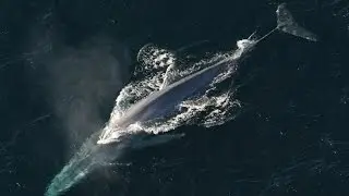 Blue whale. Biology. Spoken article. From Wikipedia, the free encyclopedia