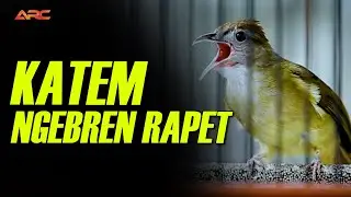 MASTERAN DAN PANCINGAN KAPAS TEMBAK NGEBREN RAPET SUPER GACOR