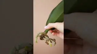 Наращивание корней орхидеи в бутылке. Часть 2