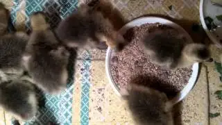 Выращивание гусят. День 2-й