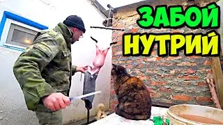 Внимание! Горожанам, брезгливым и слабохарактерным людям - не смотреть || Забой нутрий в 2022 году