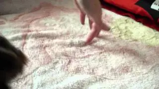 Мини девочка йорка (1 мес)