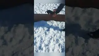 #собака