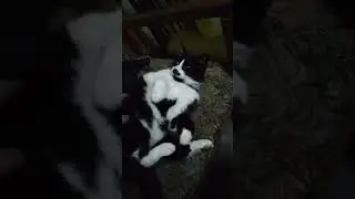 кот который прогулял всю ночь