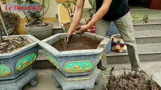 Chia sẻ cách lật chậu và trồng củ hoa sen từ A đến Z