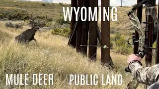 Taking Down My First Wyoming Mule Deer at 10 Yards with a bow! 🦌