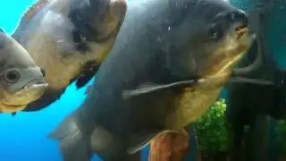 Пиранья паку їсть горіхи