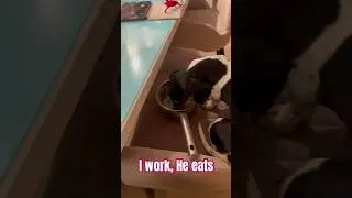 Mondays be like! #dogs #relatable