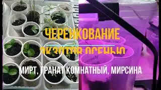 Черенкование экзотов осенью. Мирт, гранат комнатный, мирсина африканская
