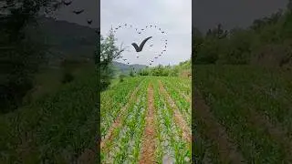 Beautiful amazing short video viral tow seteb amazing short video viral