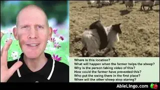 🍎 Sheep Swing | Video Analysis | Examine & Answer Questions