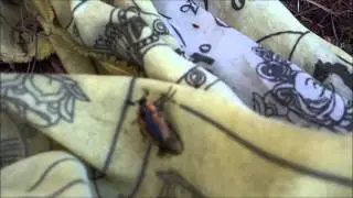 Prayer Flag Stag Beetle