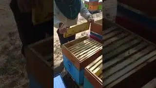 как правильно струшивать рамки от пчёл.