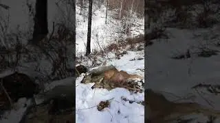Охота на косулю (самец альбинос)